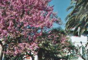 Arbre de Judée en fleur dans le jardin